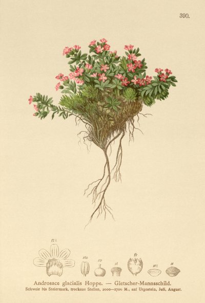 Alpen-Mannsschild (Androsace glacialis, Androsace alpina) von German School