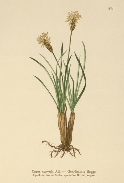 Alpen-Segge (Carex curvula) von German School