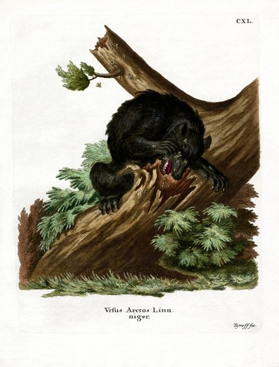 Amerikanischer Schwarzbär von German School