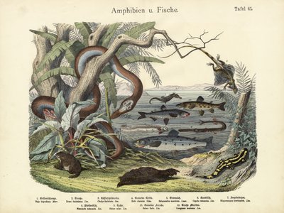 Amphibien und Fische, um 1860 von German School
