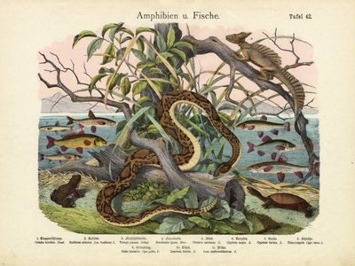 Amphibien und Fische, um 1860 von German School