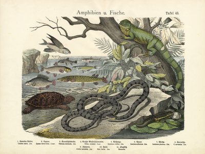 Amphibien und Fische, um 1860 von German School
