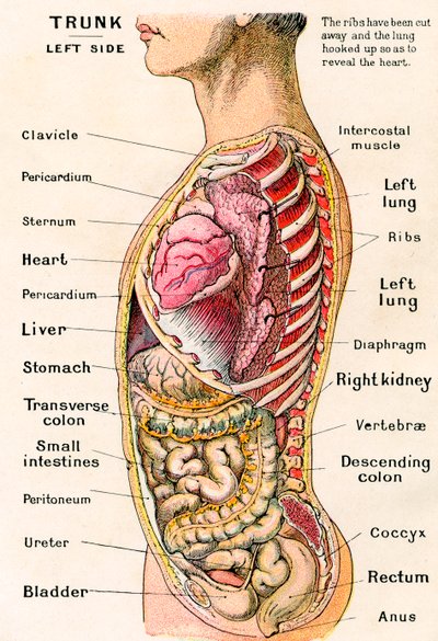 Anatomische Ansicht des menschlichen Torsos von German School