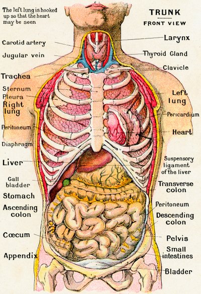 Anatomische Ansicht des menschlichen Torsos von German School