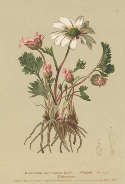 Anemonen-Hahnenfuß (Ranunculus anemonoides, Callianthemum anemonoides) von German School