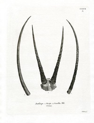 Arabische Oryx-Hörner von German School