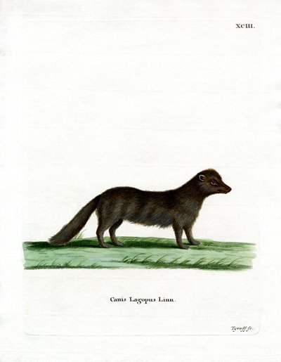 Polarfuchs von German School