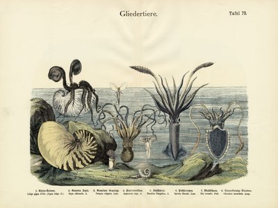 Gliederfüßer, ca. 1860 von German School
