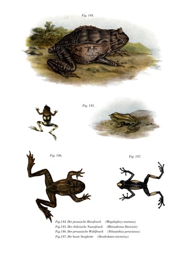 Asiatischer Hornfrosch von German School