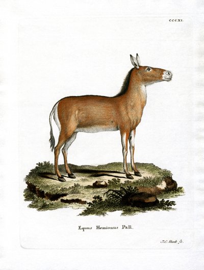 Asiatischer Wildesel von German School