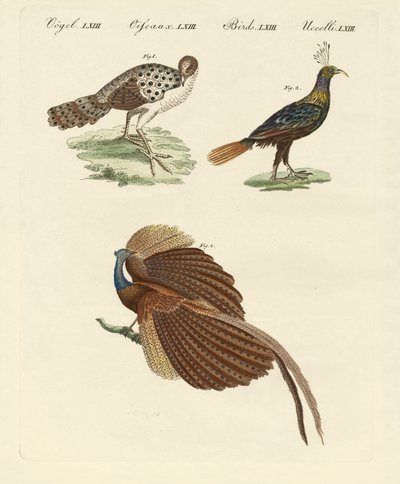 Asiatische Vögel von German School