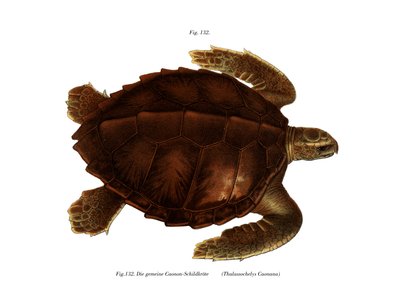 Atlantische Ridley-Schildkröte von German School
