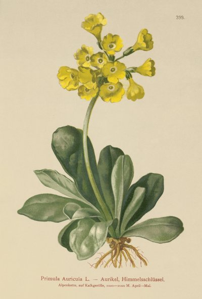 Aurikel (Primula Auricula) von German School