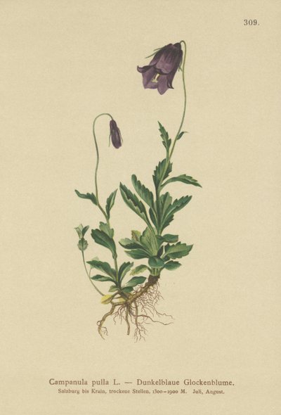 Österreichische Glockenblume von German School