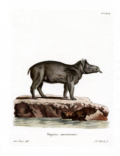 Bairds Tapir von German School