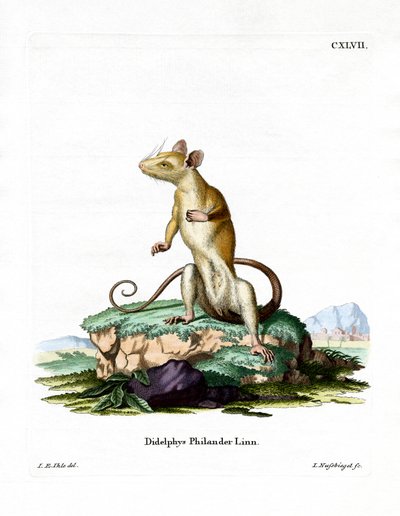 Nacktschwanz-Wollbeutelratte von German School