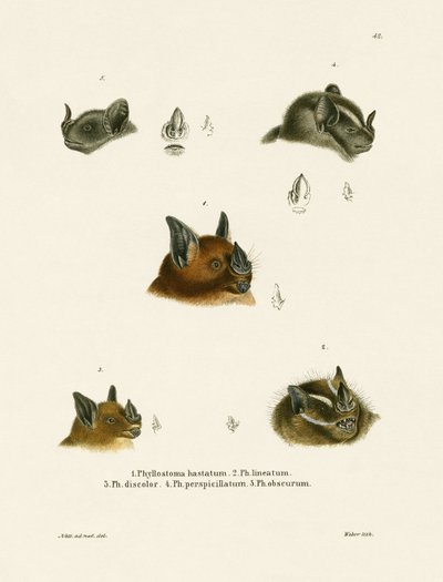 Fledermausköpfe von German School