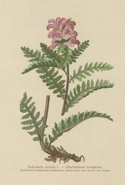 Schnabelloses Rotes Läusekraut (Pedicularis recutita) von German School