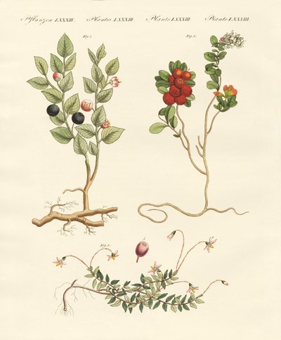 Beerensträucher von German School