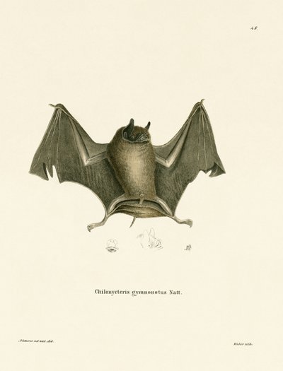Große Nacktrückenfledermaus (farbige Gravur) von German School