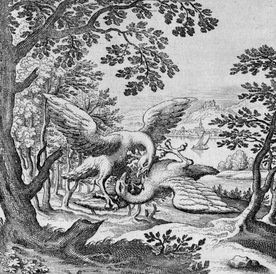 Kämpfende Vögel aus Musaeum Hermeticum von German School