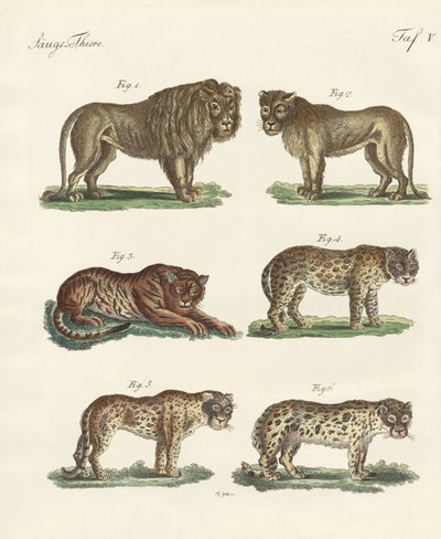 Beißende Tiere von German School
