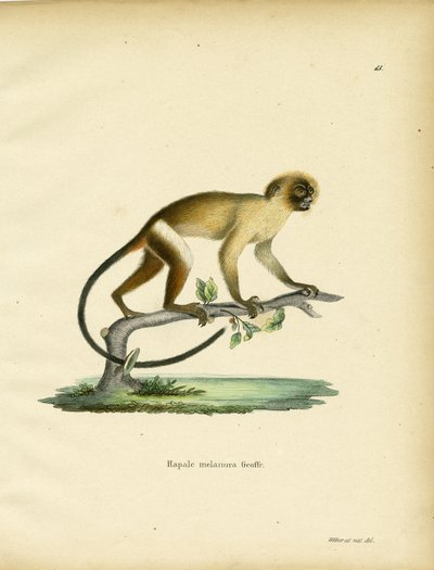 Schwarzschwanz-Marmoset von German School