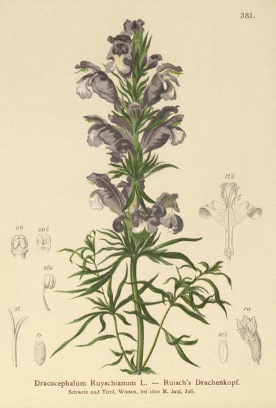 Blauer Drache (Dracocephalum Ruyschianum) von German School