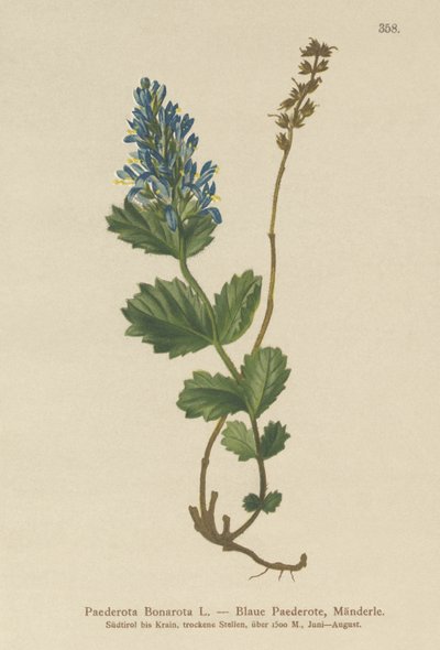 Bläuliche Paederota (Paederota Bonarota) von German School