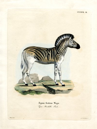 Burchell-Zebra von German School