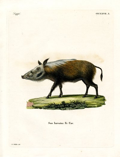 Buschschwein von German School