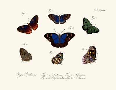 Schmetterlinge von German School