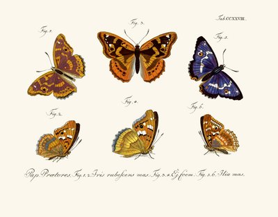 Schmetterlinge von German School