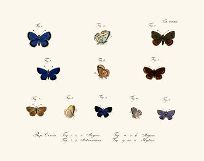 Schmetterlinge, 1783-1806 von German School