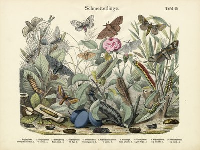 Schmetterlinge, um 1860 von German School