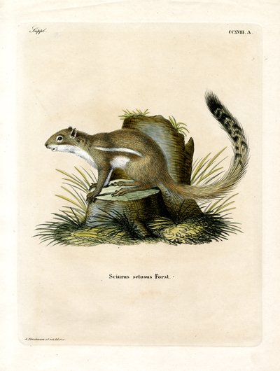 Kap-Bodenhörnchen von German School