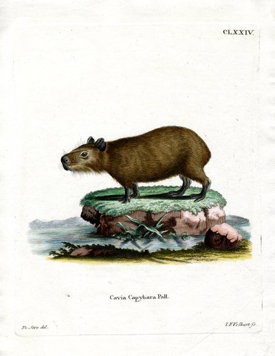 Wasserschwein von German School