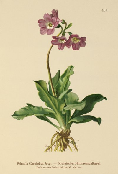 Krainische Primel (Primula Carniolica) von German School