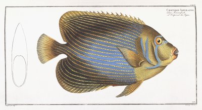 Chaetodon Imperator von German School