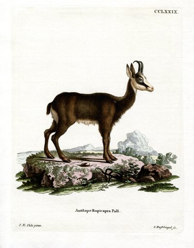 Gämse von German School