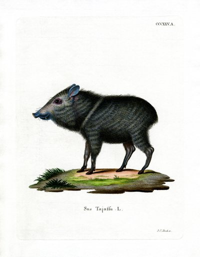 Nabelschwein von German School