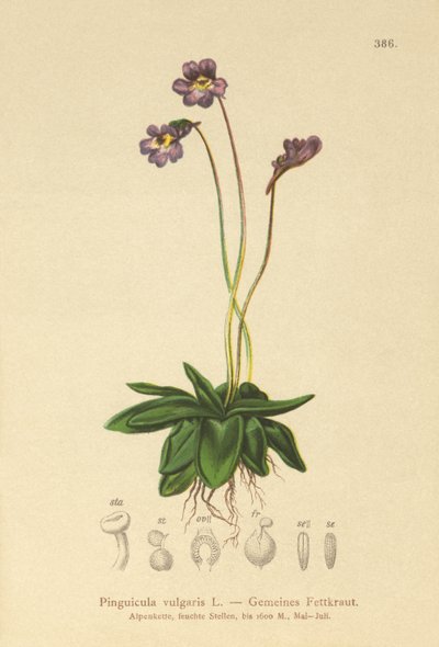 Gewöhnliches Fettkraut (Pinguicula vulgaris) von German School