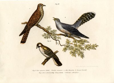 Kuckuck, 1864 von German School
