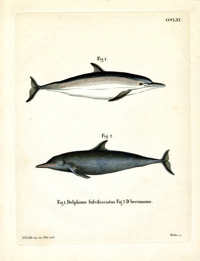 Gewöhnlicher Delfin von German School