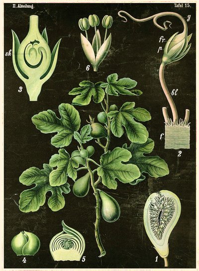 Feigenbaum von German School