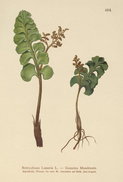 Mondraute (Botrychium lunaria) von German School