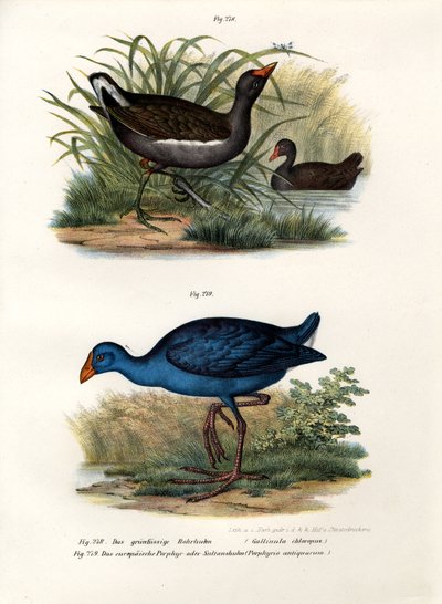 Teichhuhn von German School