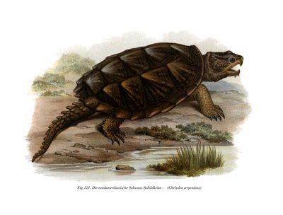 Gewöhnliche Schnappschildkröte (Farblithografie) von German School