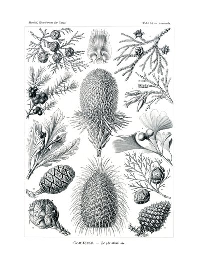 Coniferae von German School