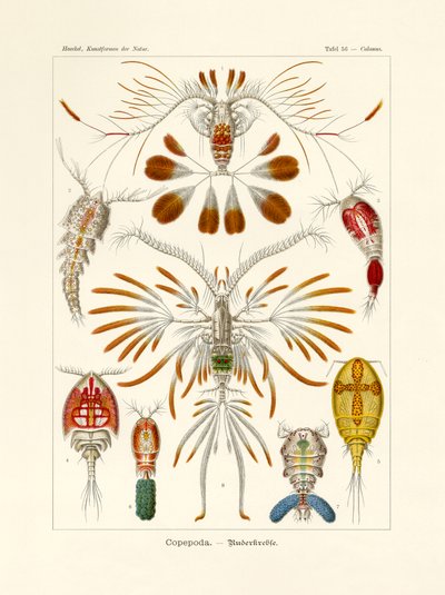 Copepoda von German School